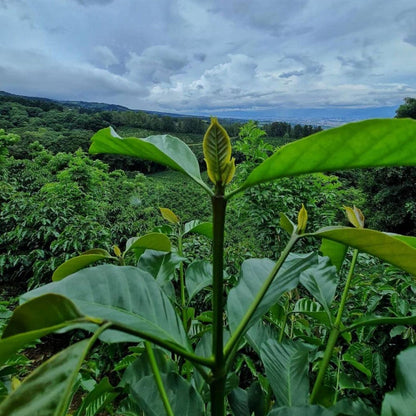 Finca cafetalera Aquiares Costa Rica
