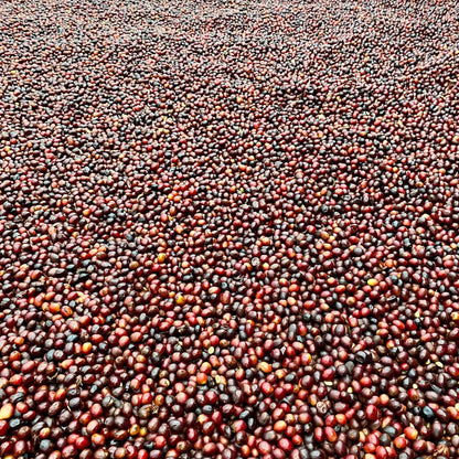 COSTA RICA | MIEL - Quinto Café