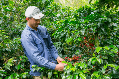 Néctar | Urrao, Colombia | Notas Florales y Cítricas - Quinto Café