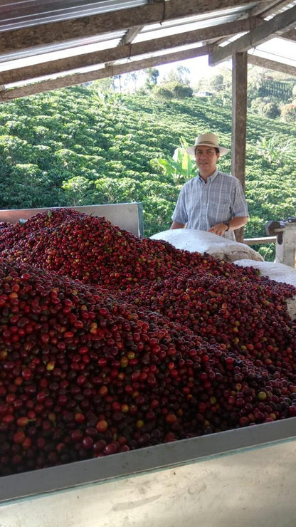 Buena Vista - Quinto Café