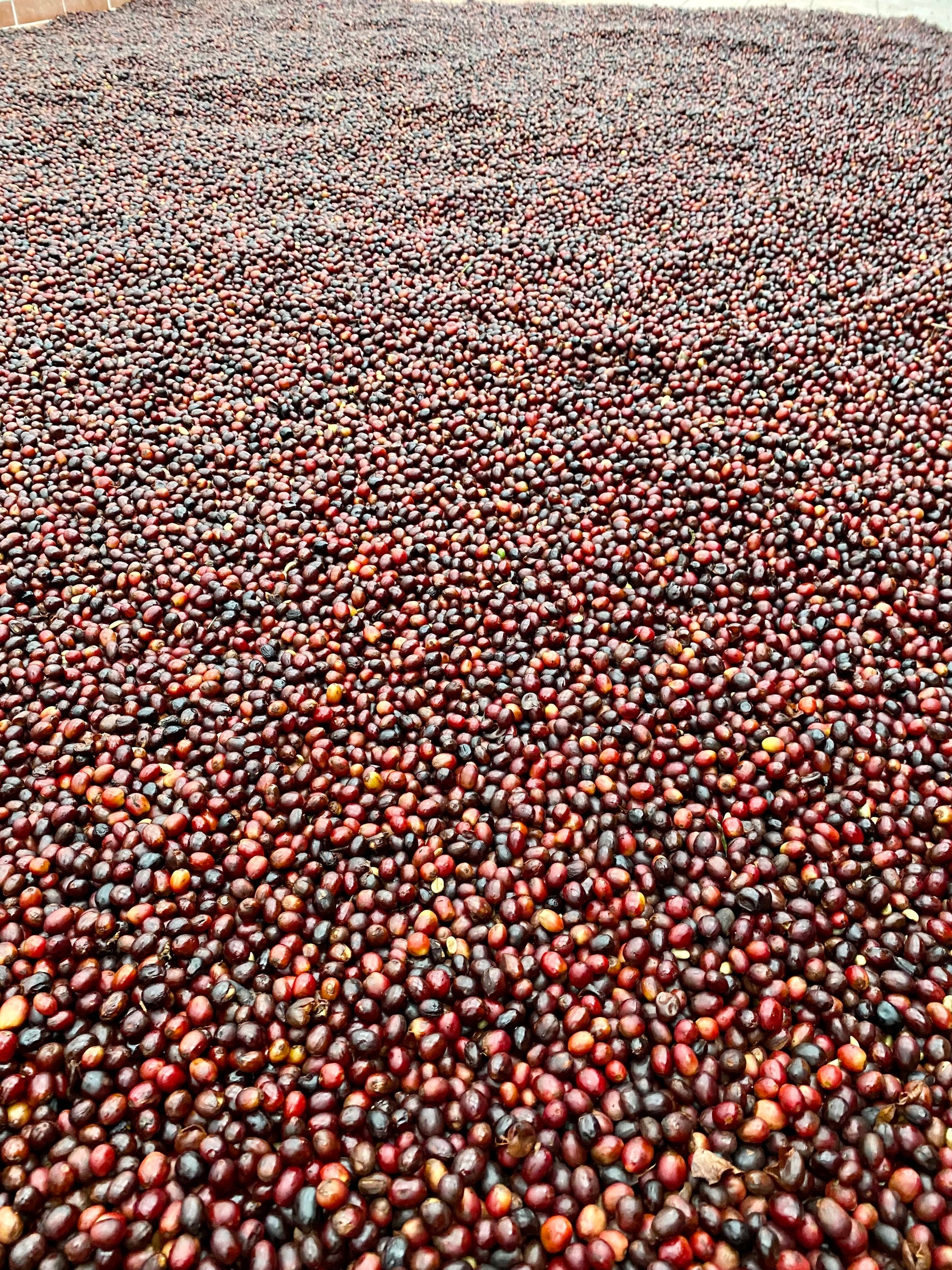 Esperanza by Aquiares| Costa Rica| Miel - Quinto Café