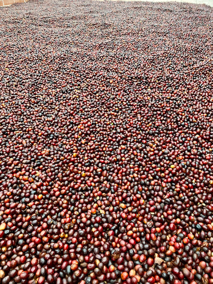 Esperanza by Aquiares| Costa Rica| Miel - Quinto Café