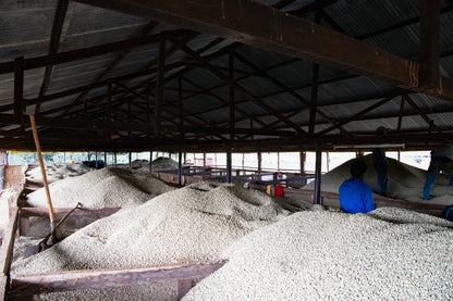 nterior de una bodega de secado de café, con montículos de granos de café sin procesar, y trabajadores moviendo los granos sobre mesas de secado.