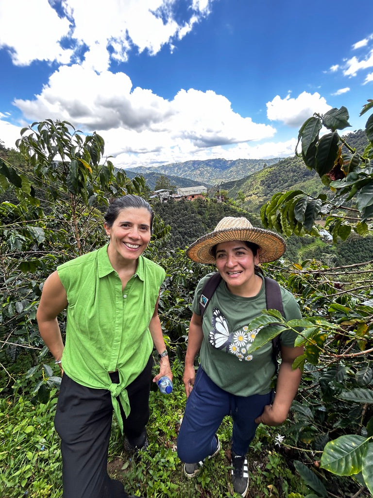 AURA Pink Bourbon Colombia - Quinto Café