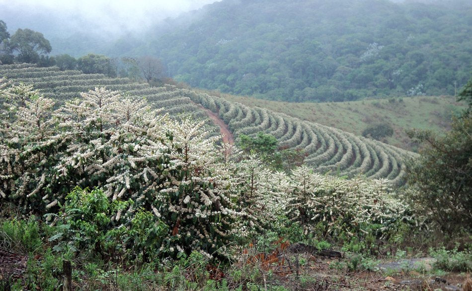 Finca Cocarive – Mantiqueira de Minas en flor, Brasil