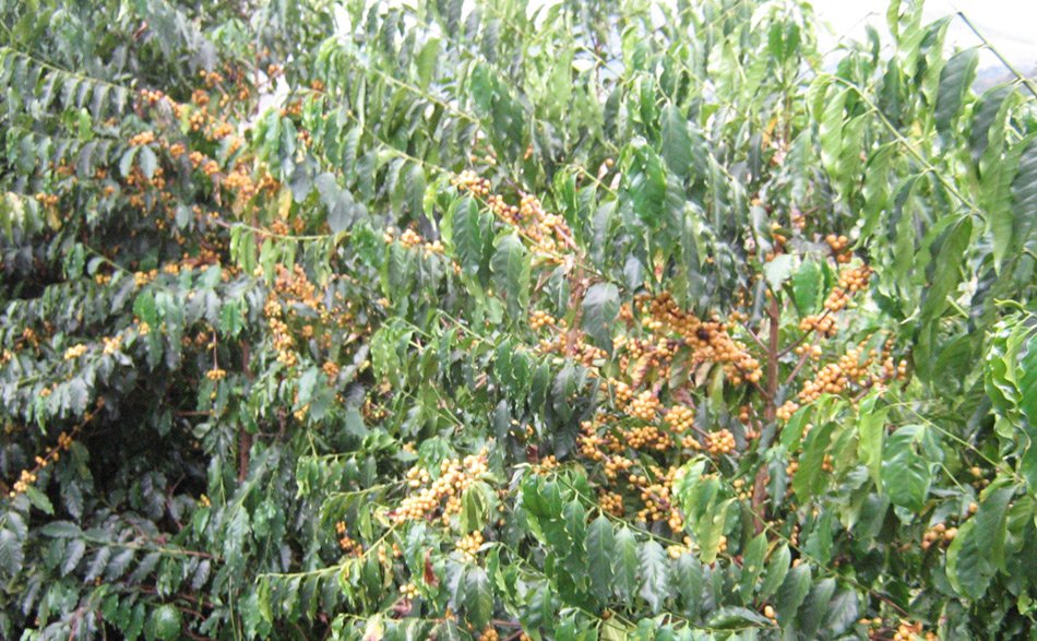 Cerezas Yellow Catuaí en árbol – Cocarive, Brasil