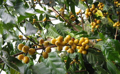 Yellow Catuaí maduro – Cooperativa Cocarive, Serra da Mantiqueira