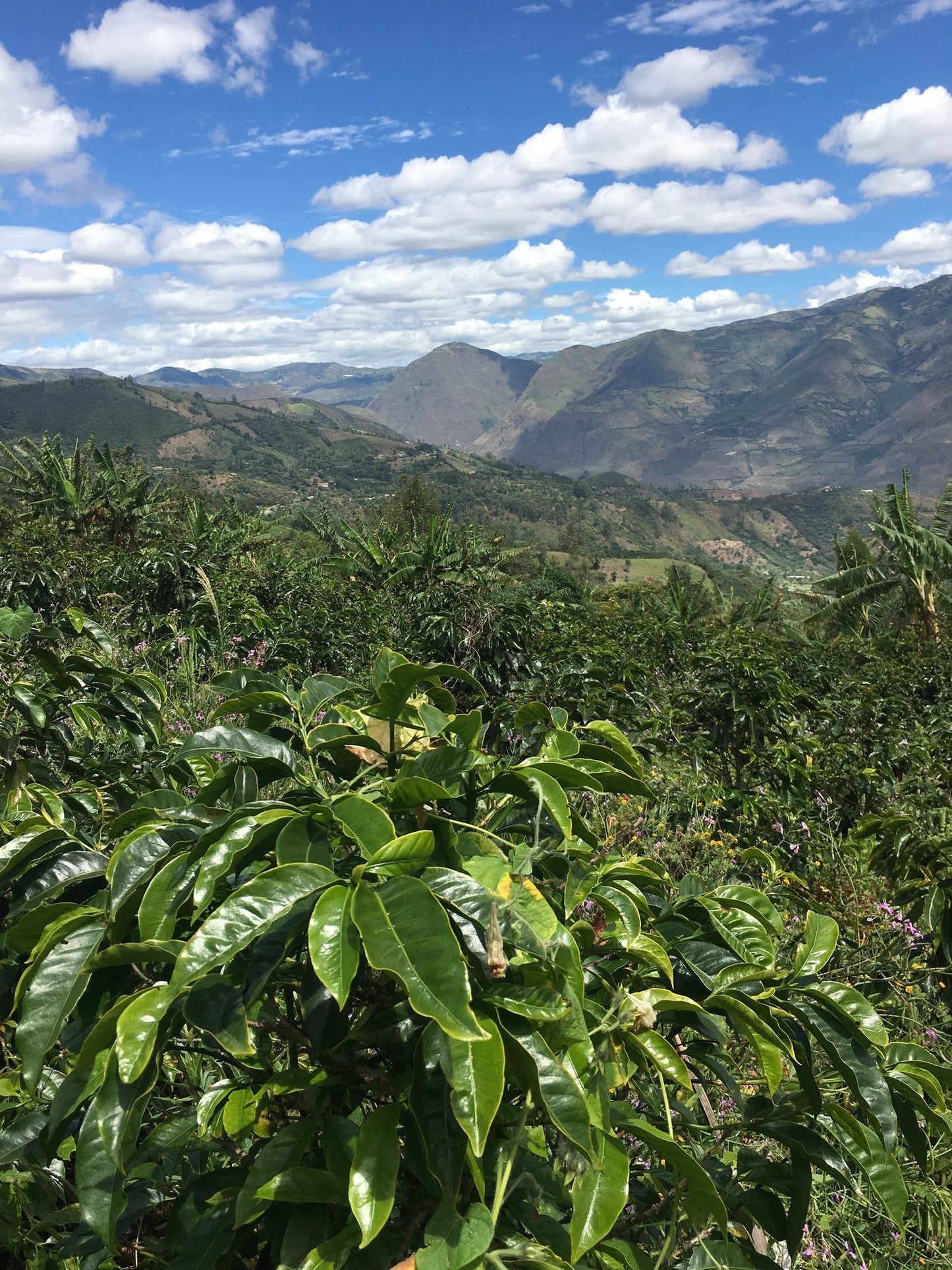 Planta de café Inga en Nariño Colombia con el valle al fondo a 2100 msnm