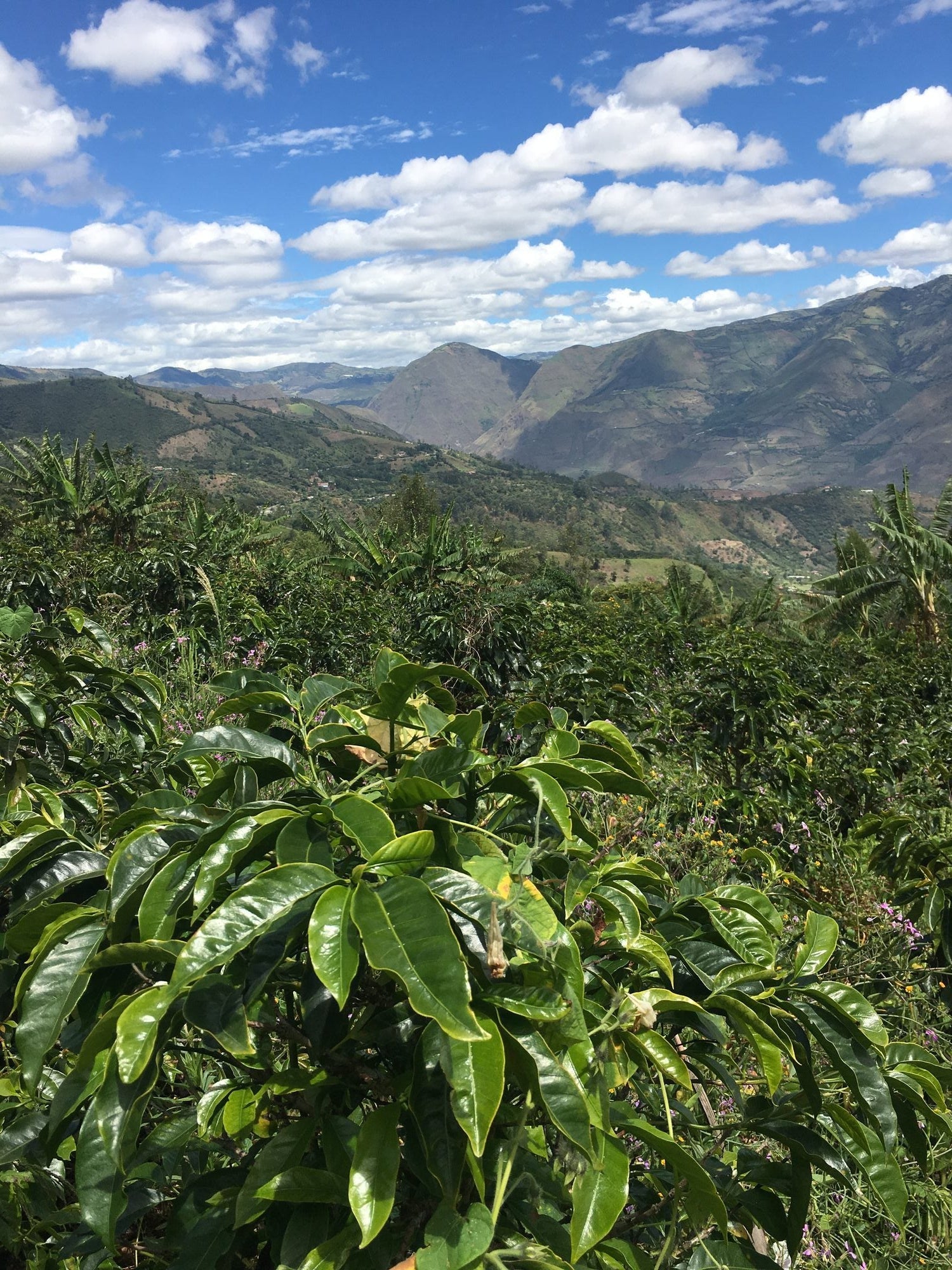 Planta de café Inga en Nariño Colombia con el valle al fondo a 2100 msnm