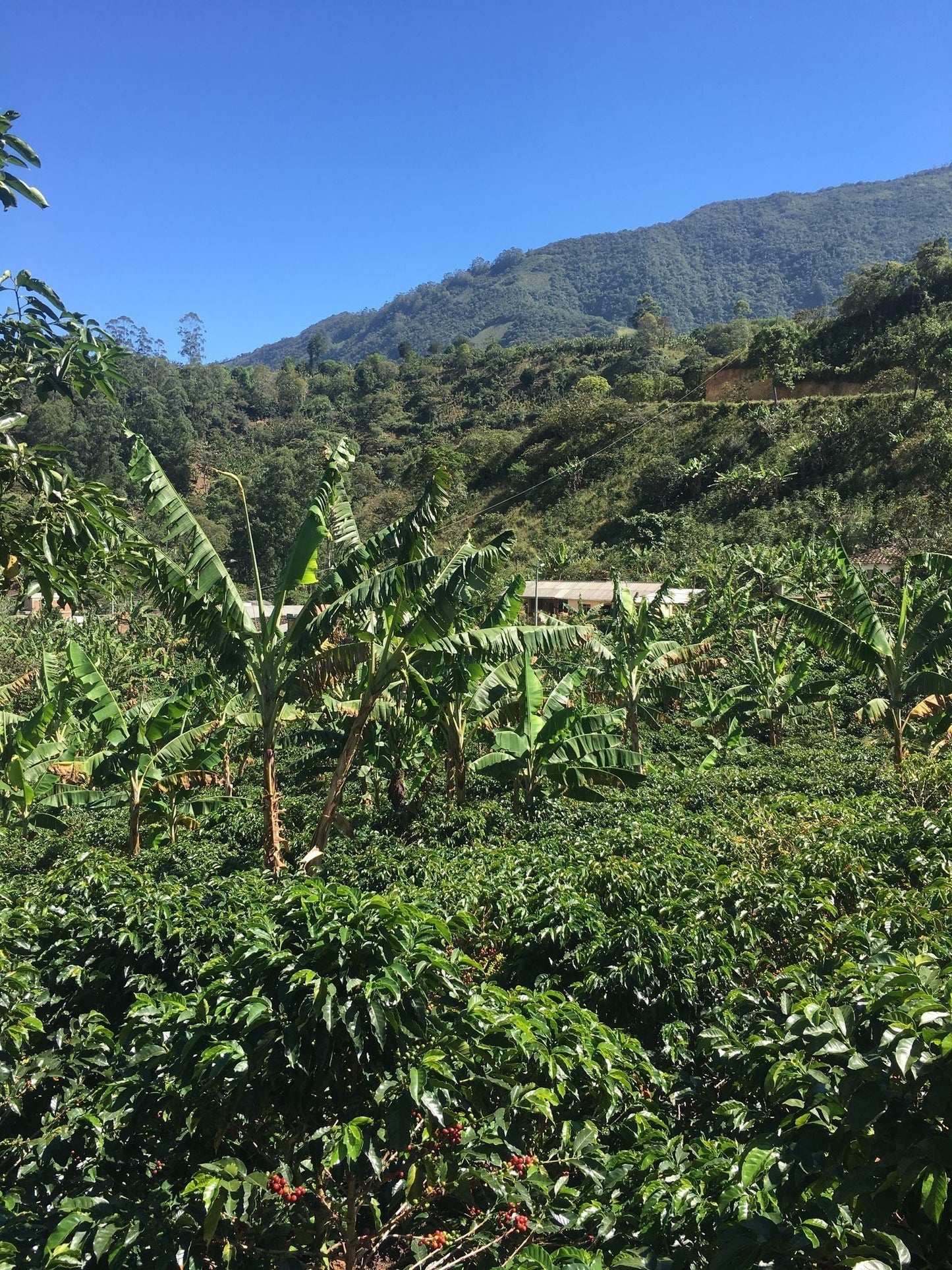 Cafetal comunidad Inga con cerezas rojas maduras y plataneros Nariño Colombia