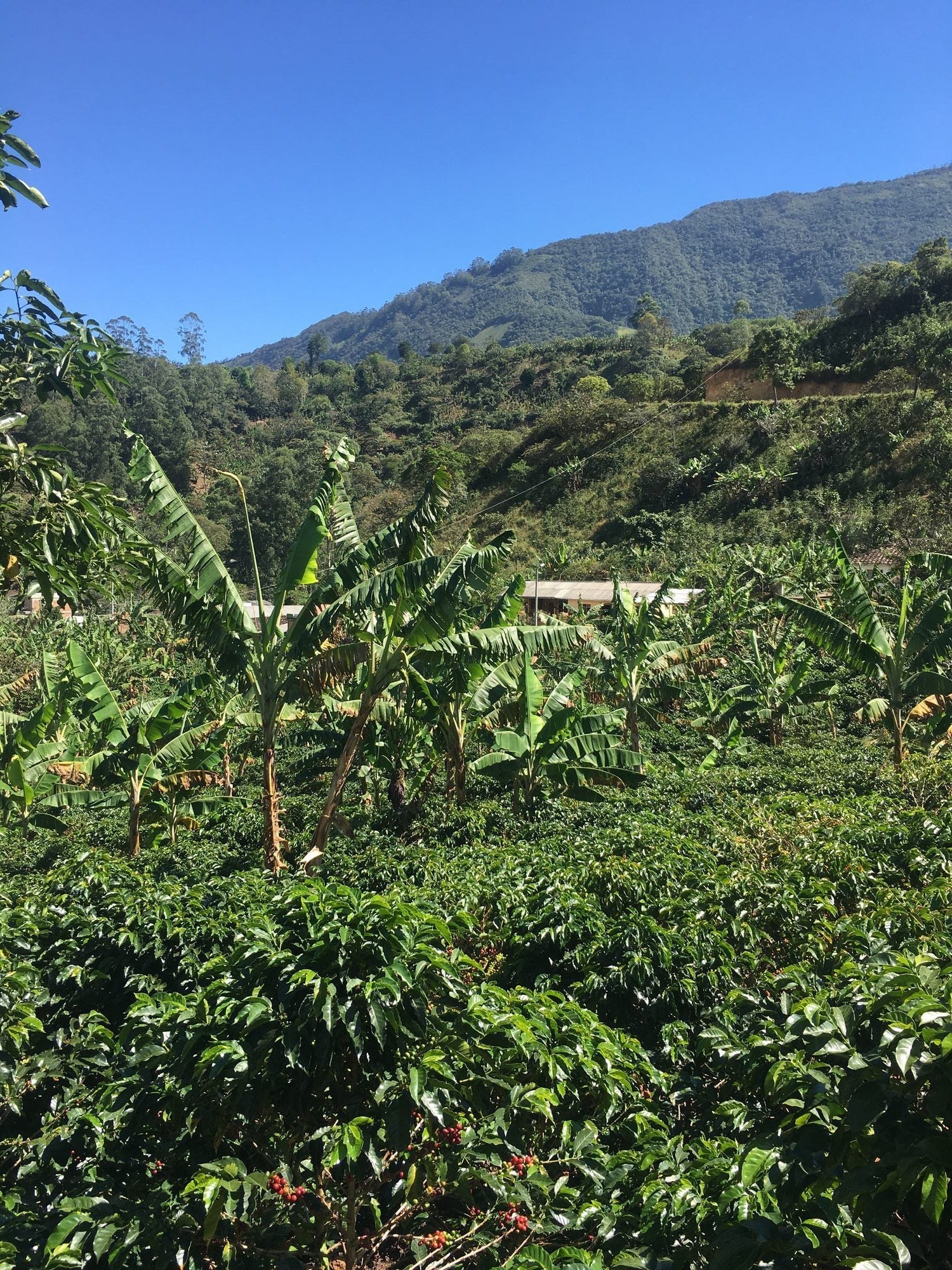 Cafetal comunidad Inga con cerezas rojas maduras y plataneros Nariño Colombia