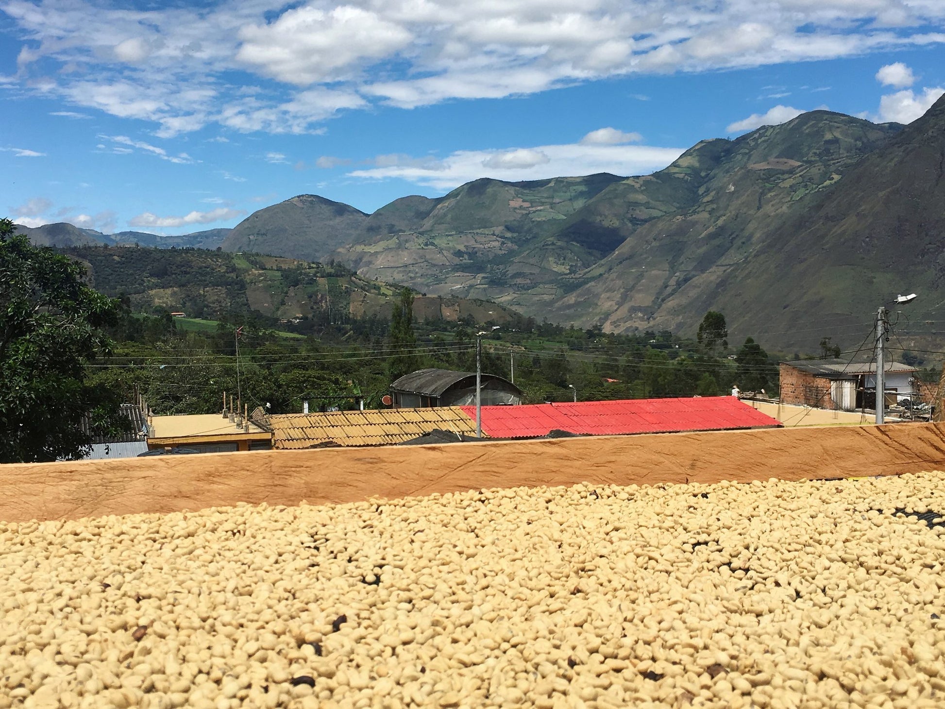 Café lavado secándose al sol proceso lavado Nariño Colombia Andes