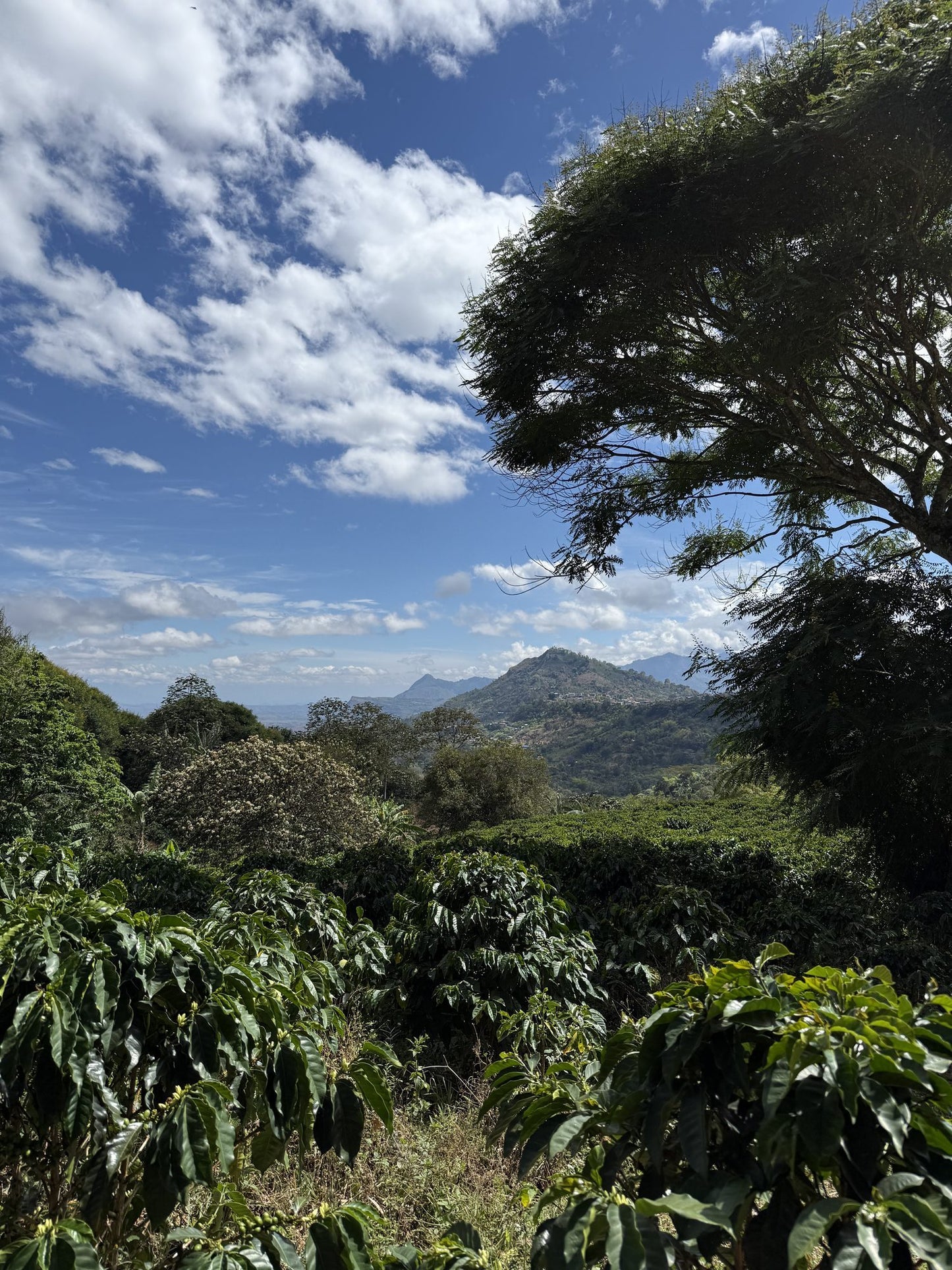 Cafetal de altura con árbol de sombra y cordillera de Nariño al fondo