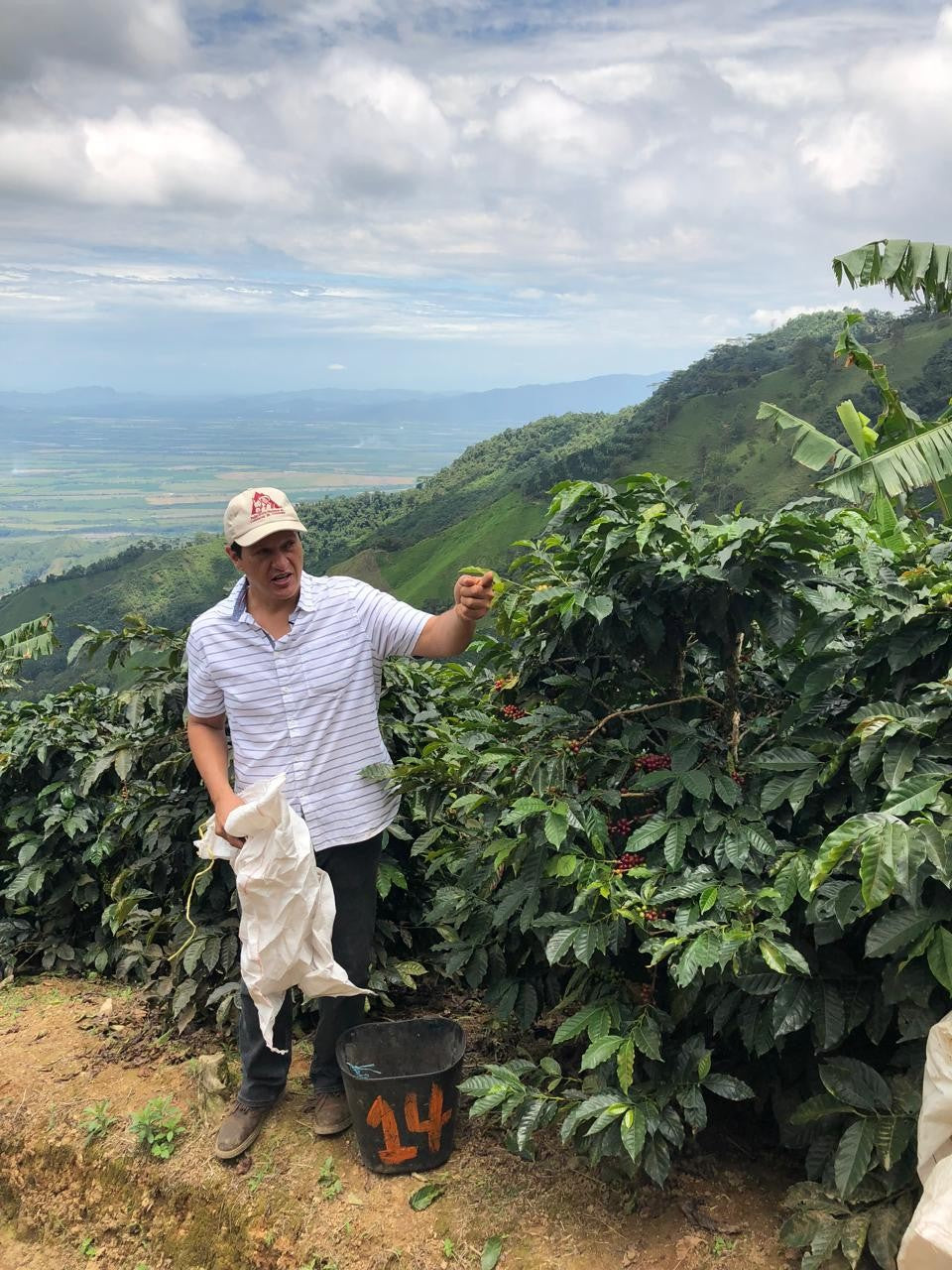 San Pedro Gesha Natural - Finca San Pedro Tolima Colombia