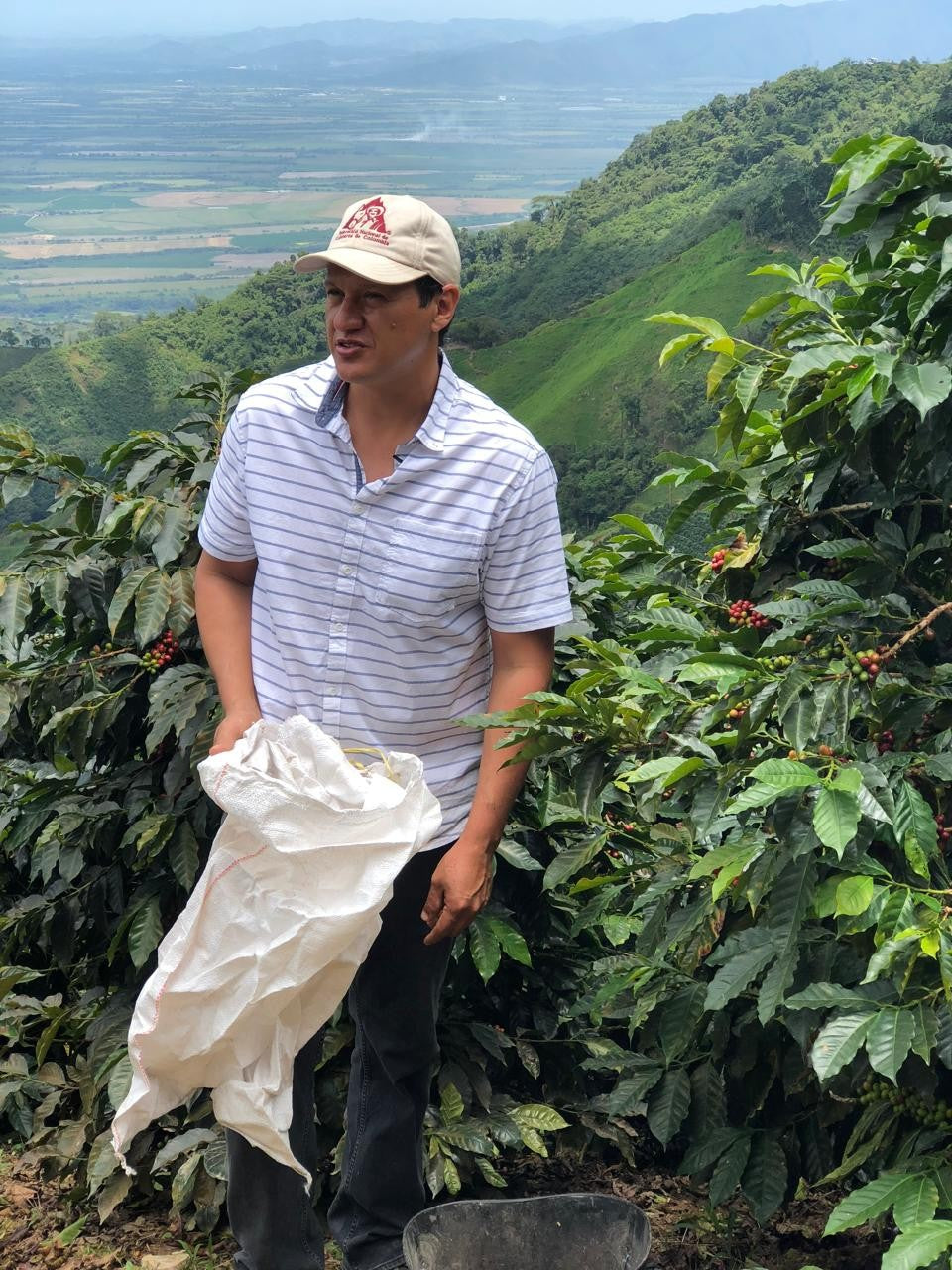 San Pedro Gesha Natural - Colombia Tolima Quinto Café